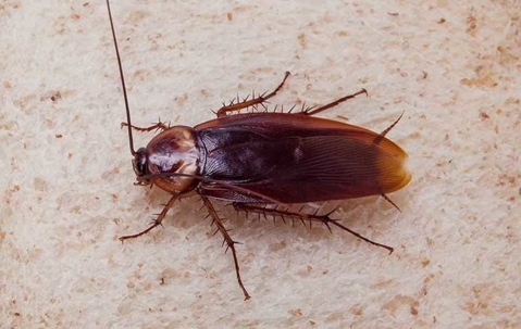 a cockroach crawling on the ground