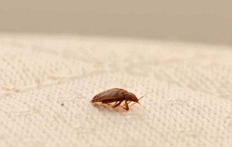 bed bug on a mattress