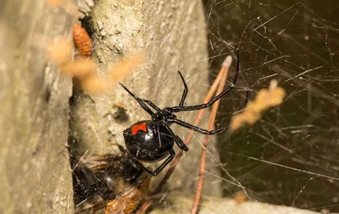 black widow spider on a web
