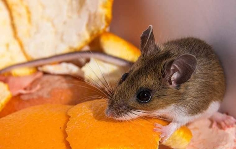 mouse eating an orange peel