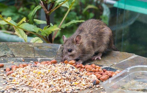 rat eating seeds