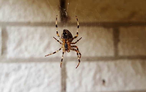 spider hanging from a web