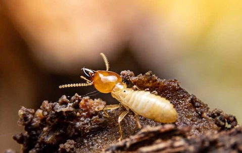 termite crawling in dirt