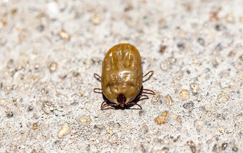 A bloated tick