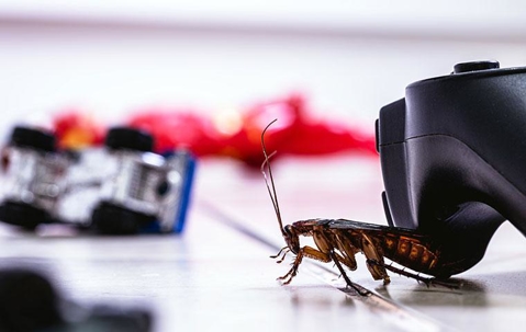A cockroach near a controller