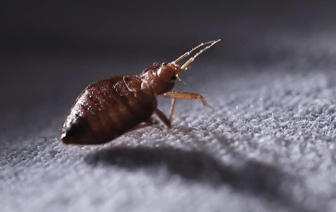 Bed bug crawling