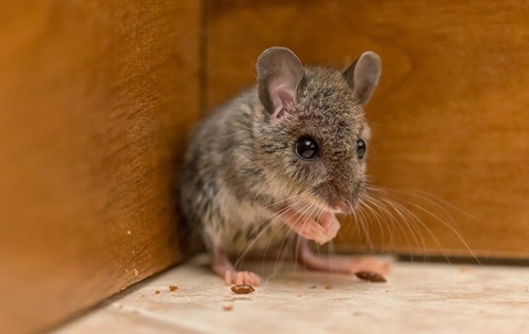 A cornered mouse