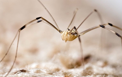 Big cellar spider in house