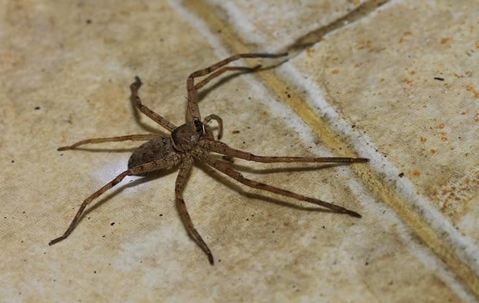 Spider on the floor
