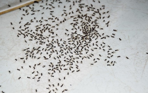 Ant infestation