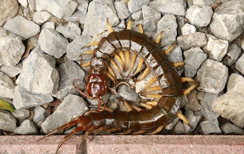 A centipede outside a house