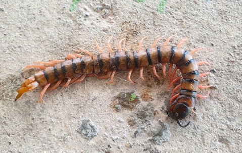 A centipede on a cement