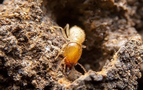 A termite on a wood