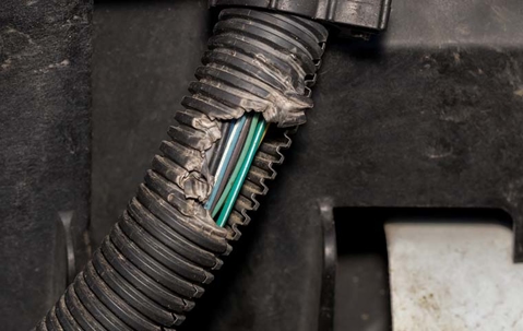 A chewed electrical cord