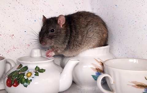 Rat in a tea set