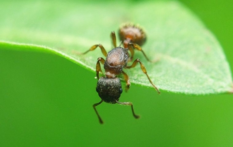 Little ant on a leaf