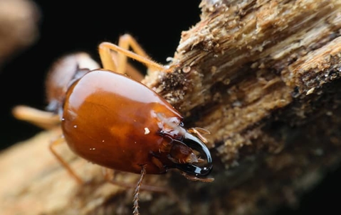 A termite on a wood