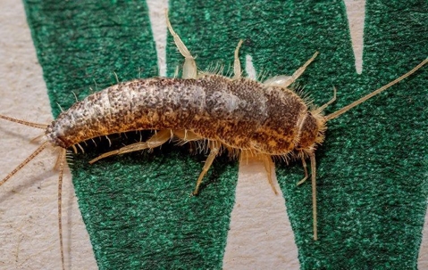 A silverfish crawling on a mat