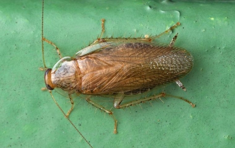 A german cockroach
