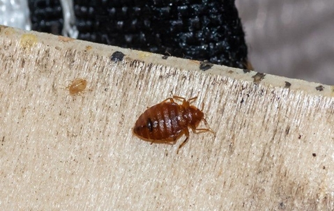 bed_bug_crawling