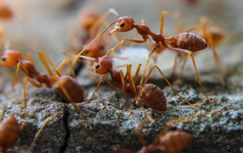 fire ants crawling