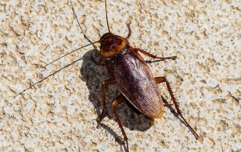 A cockroach