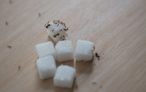 ants_on_sugar_cubes