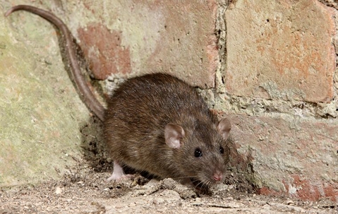 brown rat crawling near foundation