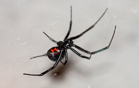 black_widow spider_hanging_in window