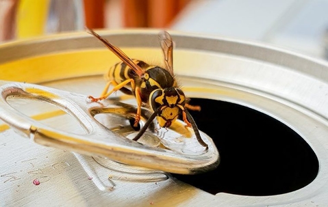 hornet on soda can