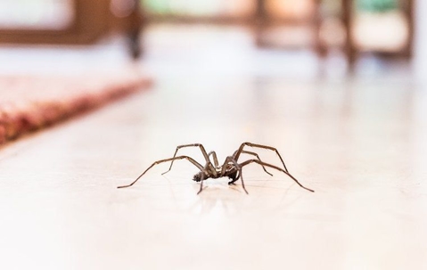 A spider on the floor