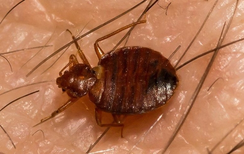 A bed bug on skin