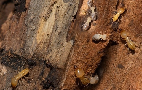 Subterranean termites tunneling through wood