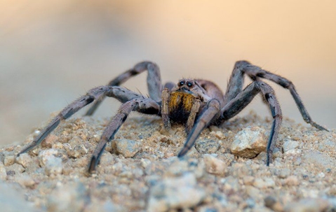 Wolf spider crawling