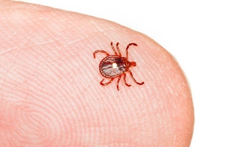 A tick on a finger