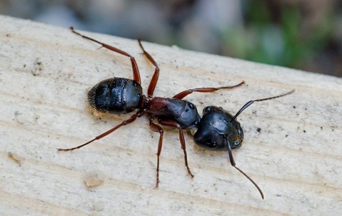 A carpenter ant on a wood