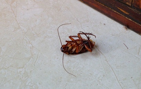 american cockroach upside down