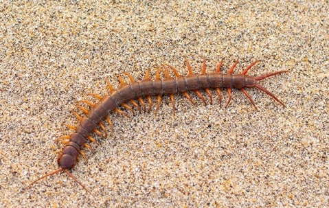 A centipede