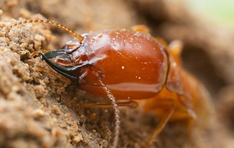 A termite on a surface