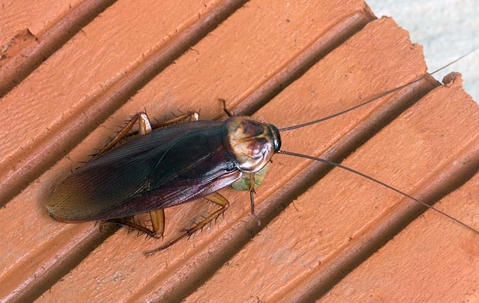 A cockroach on a wooden raft