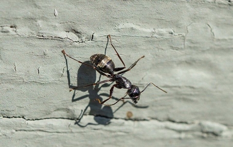 A carpenter ant