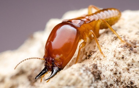 A termite