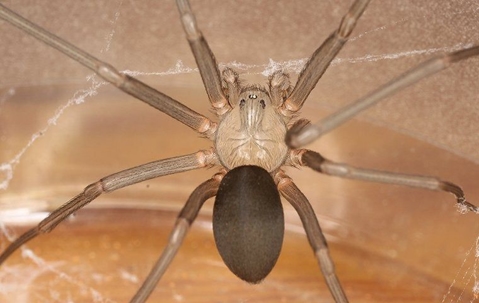 brown recluse spider
