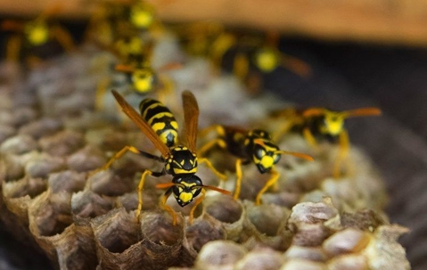 Wasps on their hive