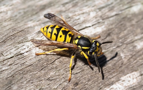 yellow jacket