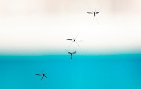 Mosquitoes flying