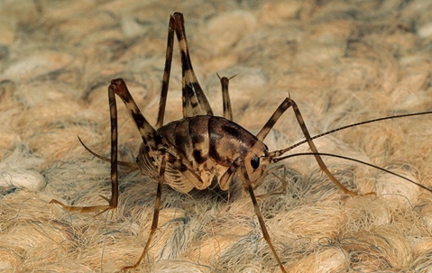 camel cricket crawling on carpet