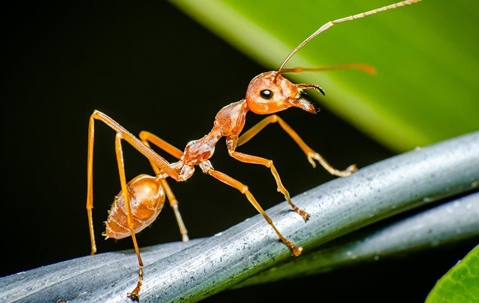 fire ant on a twisted grey wire