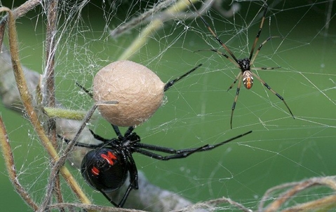 Two spiders in a web