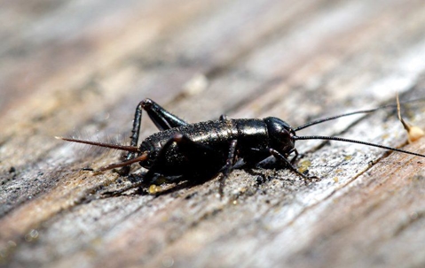 Field cricket on picnic table